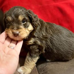 Leela - Brown and white female Aussiedoodle puppy in Warrensburg, Missouri from Dreamer Ridge Puppies