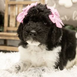 Goldendoodle Puppies from Best Doodles