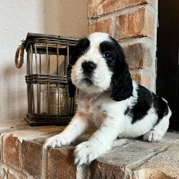 Boston - Black and white male English Springer Spaniel puppy in Wilmer, Alabama from South Delta Springers