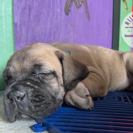 Cane Corso Puppies from Killing Joke Kennels, LLC