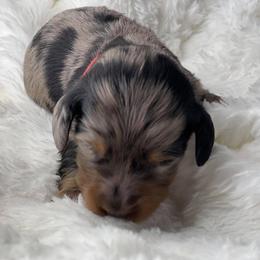 Dachshund Puppies from Hart Dachshunds