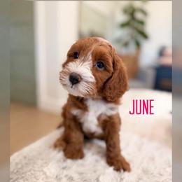 June - Red  female Goldendoodle puppy in Glendale, Arizona from Follow Your Bliss Doodles