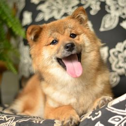 Funwari - Shiba Inu