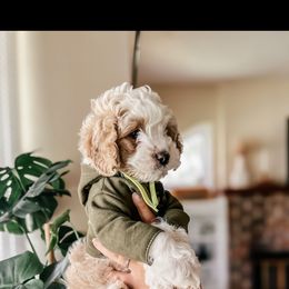 Bichon Frise and Cockapoo Puppies from The Perks of Pups