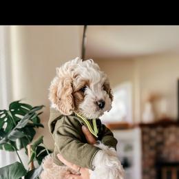 Bichon Frise and Cockapoo Puppies from The Perks of Pups