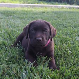 Peony - Chocolate female Labrador Retriever puppy in Camden, Indiana from Camden's Caring Canines