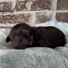 Girl 3 - Cream female Dachshund puppy in Pulaski, Tennessee from Billboard Doxies