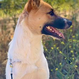 Canaan Dogs from Heritage Canaan Dogs / M Haney Ranch