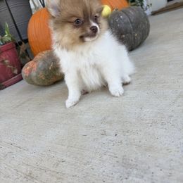 Coco - Chocolate parti female Pomeranian puppy in Texas from D&C Pomeranians