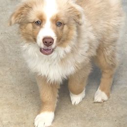 Toy Australian Shepherd Puppies from South Paw Toy Aussies