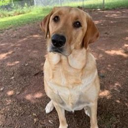 Iris - Labrador Retriever