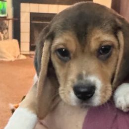 Boy 1 - Beagle puppy from Lil Kountry Pocket Beagles