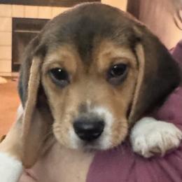 Boy 1 - Beagle puppy from Lil Kountry Pocket Beagles