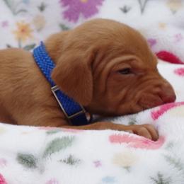 Pup female 4 blue - Golden rust female Vizsla puppy in New London, Iowa from Circle Bar J