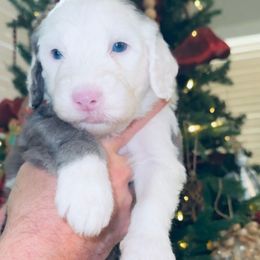 Black collar - Merle male Sheepadoodle puppy in Mesa, Arizona from Desert Sheepies and Doodles
