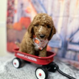 Remi - Red  male Goldendoodle puppy in Apopka, Florida from Rae Precious Puppies