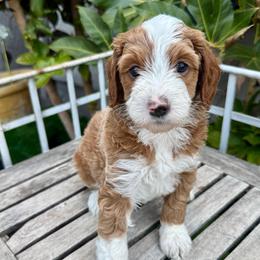 Archer - Red  male Goldendoodle puppy in Orangevale, California from Ugly Dad Doodles
