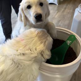 Golden Retriever puppies from Bramble Berry Goldens
