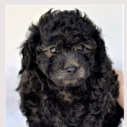 German Shepherd and Poodle Puppies from Wolves Den Ranch