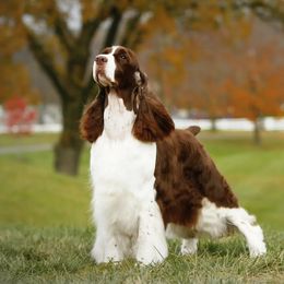 English Springer Spaniels and Grand Basset Griffon Vendeens from Crossroad Springers