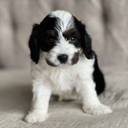"Benny" Cavapoo and Poodle Puppies from Autumn Shepherds & Poodles