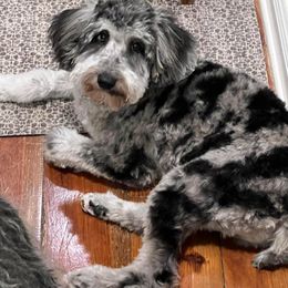 Aussiedoodle and Goldendoodle Puppies from Saddle Hill Farms