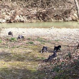 Mountain Cur Puppies from Walnut Ridge Mountain Curs