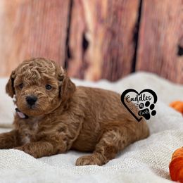 Izzy - Red  female Poodle puppy in Nashville, Arkansas from Cuddles n Curls