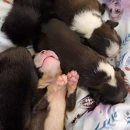 Boston Terrier Puppies from The Christian Bostons