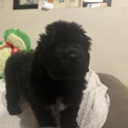 Puppy Girl 2 - Black female Newfoundland puppy in St Cloud, Minnesota from BurningEmbers