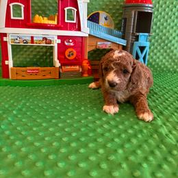 Devon - Red  male Goldendoodle puppy in Bucyrus, Missouri from Hill Top Pomskies