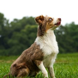 Sky - Red merle female Miniature Australian Shepherd puppy in Star City, Arkansas from T4 Farms