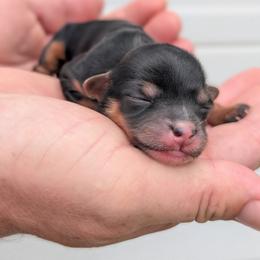 Female 2 - Black and tan female Yorkipoo puppy in Coshocton, Ohio from Forever Family Puppies