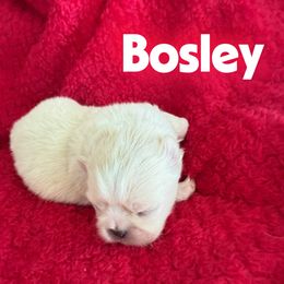 Boy 1 - male Pekingese puppy in Mabank, Texas from Peke Lovers of Texas