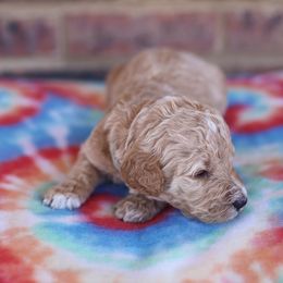 Poodle Puppies from Moss’ Poodles