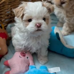 Marshmallow - Gold and white female Shihpoo puppy in Coshocton, Ohio from Forever Family Puppies