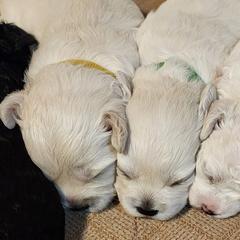 Shichons from Shichon Teddybear  puppies of Miss