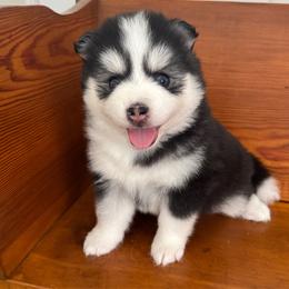 Stella - Black and white female Pomsky puppy in La Verne, California from Red Cedar Pomskies