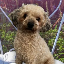 Dorothy - Poodle