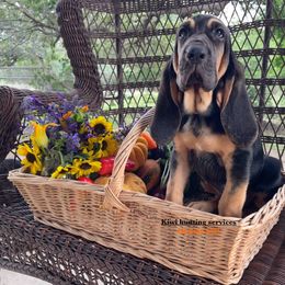 Girl 3 - Black and tan Bloodhound puppy in Vanderpool, Texas from Kiwi Hunting Services