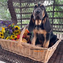 Girl 3 - Black and tan Bloodhound puppy in Vanderpool, Texas from Kiwi Hunting Services