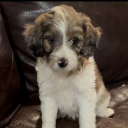 Apple (Snow White's Apple) - Red female Bernedoodle puppy in Churchill County Fallon, Nevada from Card Family Ranch