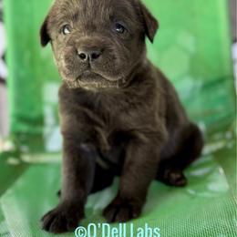 Striker - Black male Labrador Retriever puppy in Sullivan, Missouri from O’Dell Labs