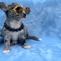 Dior AKC - Blue merle female Chihuahua puppy in Seneca, Missouri from Stephanie’s Puppy Colony