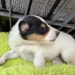 Em - White female Collie puppy in Nine Mile Falls, Washington from Glenelg Collies