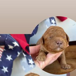 MBappe - Red male Cavapoo puppy in Mesa, Arizona from Pedersendoodles