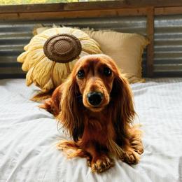 Reba - Dachshund