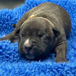 Tan - Black male American Bully puppy in Union County, North Carolina from XLRG BULLIES
