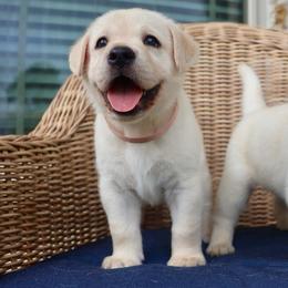 Pink - Yellow female Labrador Retriever puppy in Conroe, Texas from Pride Rock Labradors