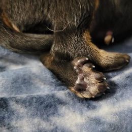 Beauceron Puppies from Rayon de Soleil Beaucerons